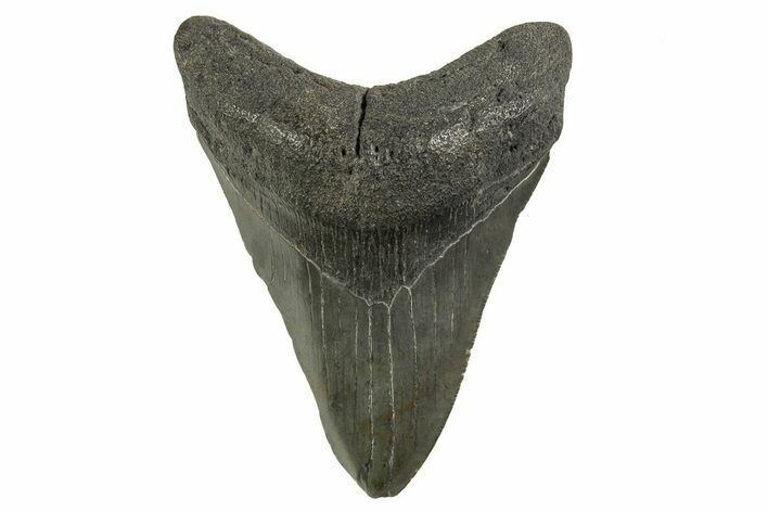 Serrated, Fossil Megalodon Tooth - South Carolina #321323